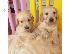 PoulaTo: Golden Retrieve